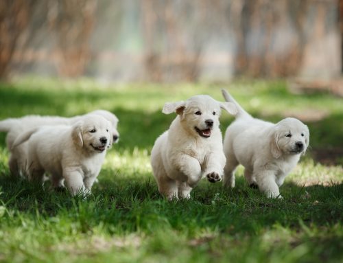 Early Socialization – How Socializing Your Pet Can Prevent Stress and Anxiety in the Future