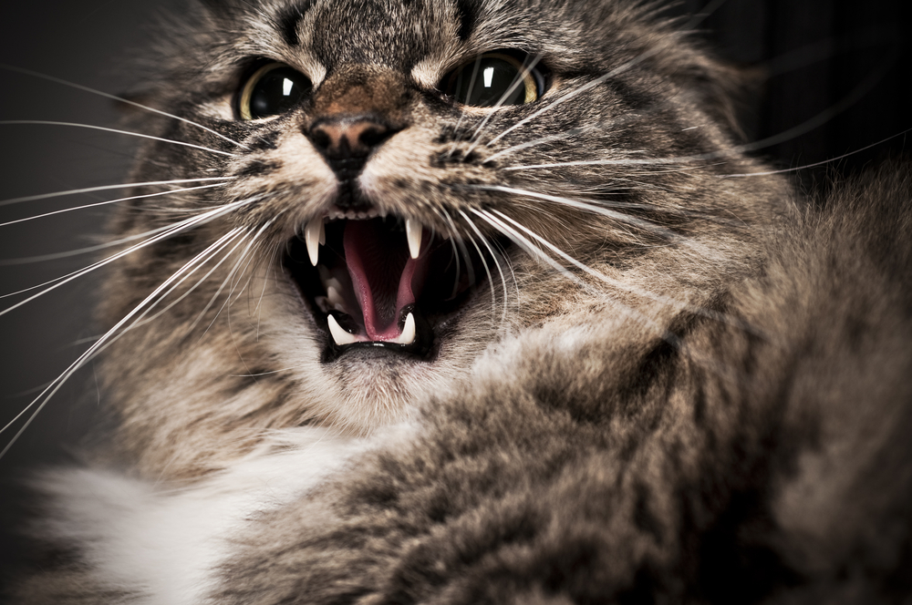 Freaked Out Feline How Your Cat s Environment Influences Behavior 